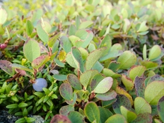 Vaccinium uliginosum
