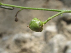Scrophularia rupestris