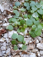 Hydrocotyle