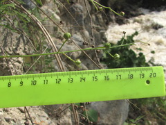 Scrophularia rupestris