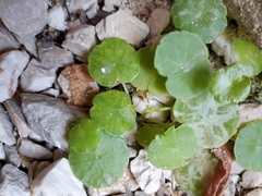 Hydrocotyle