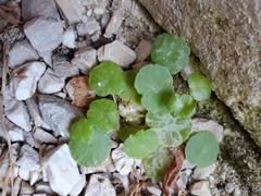 Hydrocotyle