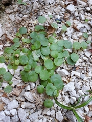 Hydrocotyle