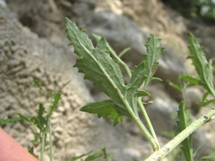Scrophularia rupestris