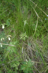 Aconitum barbatum