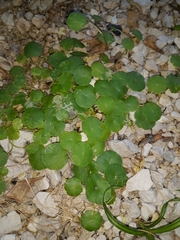 Hydrocotyle
