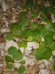 Hydrocotyle