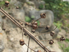 Scrophularia rupestris