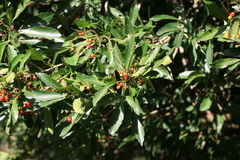 Allophylus natalensis