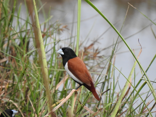 Tricolored Munia