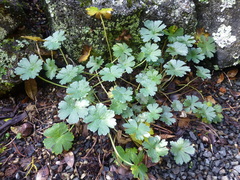 Geranium traversii