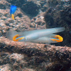 Valenciennea strigata