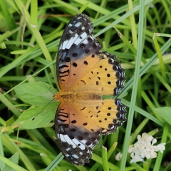 Argynnis hyperbius