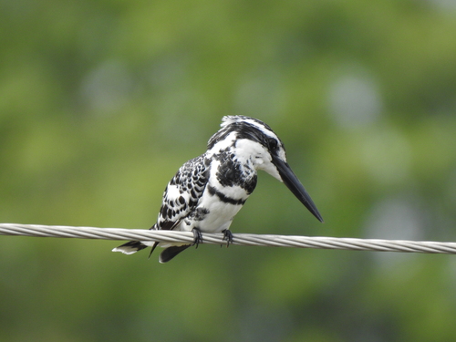 Pied Kingfisher