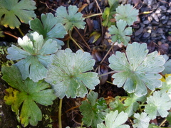 Geranium traversii