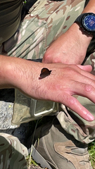 Erebia euryale