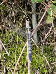 Orthetrum albistylum speciosum