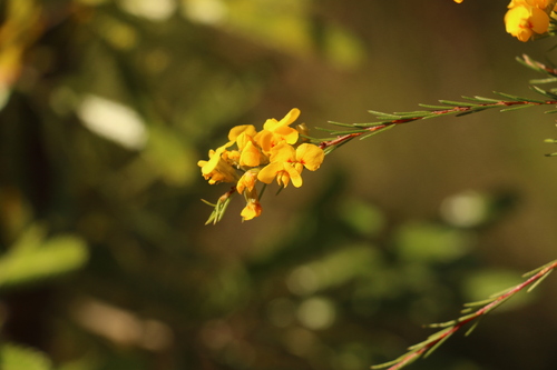Image of Dillwynia floribunda by (c) Greg Tasney, some rights reserved (CC BY-SA)