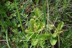 Primula veris macrocalyx