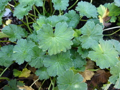 Geranium traversii