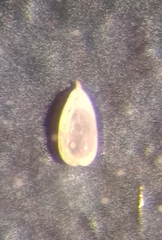 Lagnea neosigmoidella