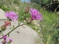 Centaurea pseudoscabiosa ossethica