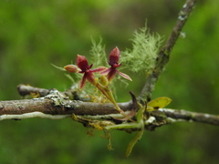 Telipogon williamsii