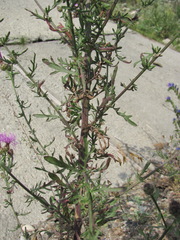 Centaurea pseudoscabiosa ossethica