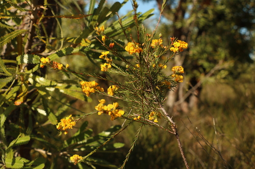Image of Dillwynia floribunda by (c) Greg Tasney, some rights reserved (CC BY-SA)