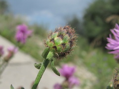 Centaurea pseudoscabiosa ossethica