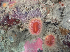 Monomyces rubrum