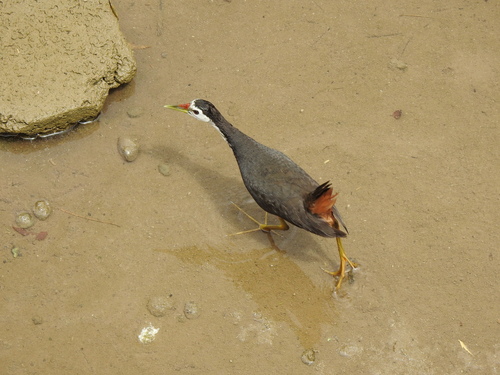 White-breasted Waterhen