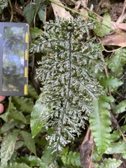 Trichomanes obscurum