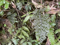 Trichomanes obscurum