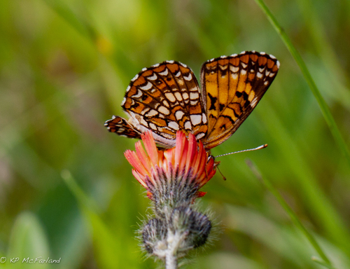 Harris's Checkerspot