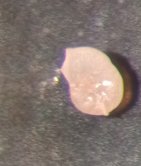 Discorbinella complanata