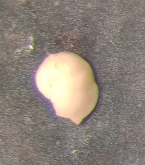 Discorbinella complanata