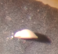 Discorbinella complanata