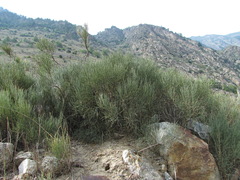Ephedra procera
