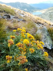 Jacobaea