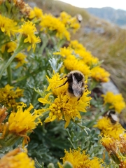 Jacobaea