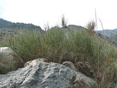 Ephedra procera