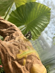 Papilio demoleus