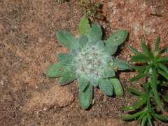 Chthonocephalus pseudevax