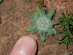 Chthonocephalus pseudevax