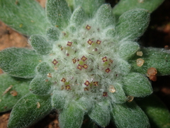 Chthonocephalus pseudevax