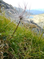 Pulsatilla alpina