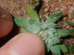 Chthonocephalus pseudevax