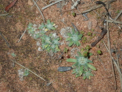 Chthonocephalus pseudevax