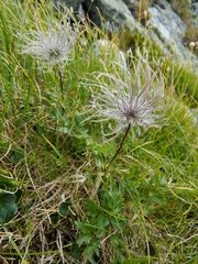 Pulsatilla alpina